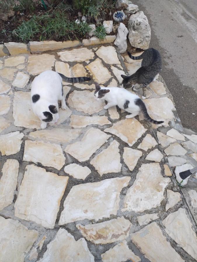Apartmani Marijanovic Vir Buitenkant foto